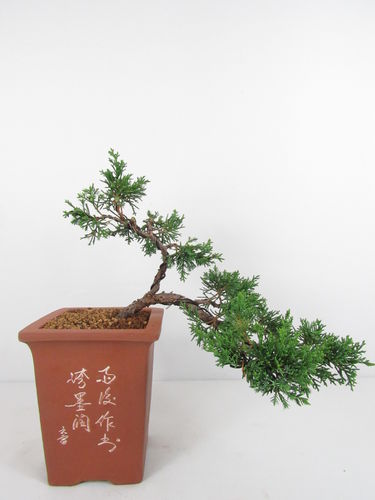 chinesischer Wacholder - Juniperus chinensis