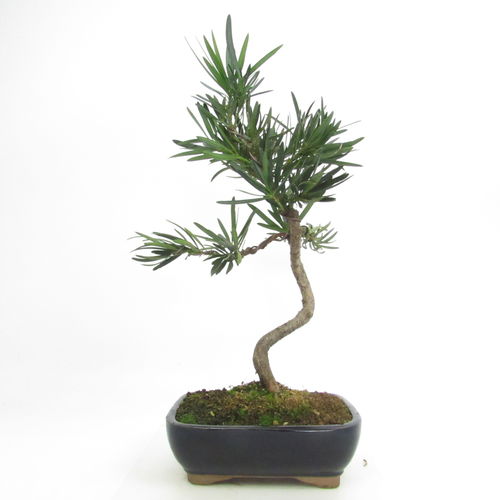 chinesische Steineibe - Podocarpus macrophylla