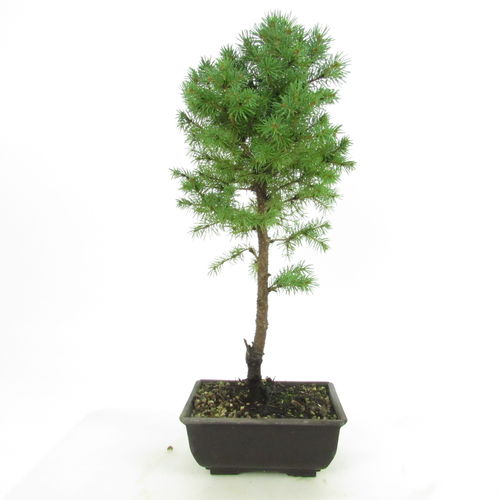 Fichte - Picea glauca conica - Zuckerhutfichte