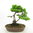 Picea  conica - Zuckerhutfichte