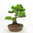 Picea  conica - Zuckerhutfichte