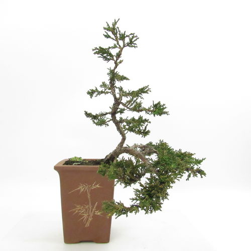 chinesischer Wacholder- Juniperus chinensis