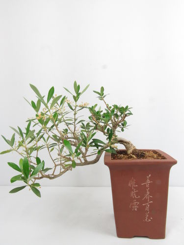 Olive - Olea europaea