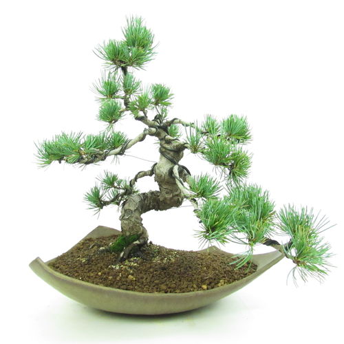 Mädchenkiefer- Pinus pentaphylla