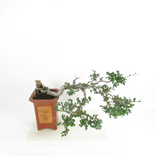 chinesische Ulme - Ulmus parvifolia