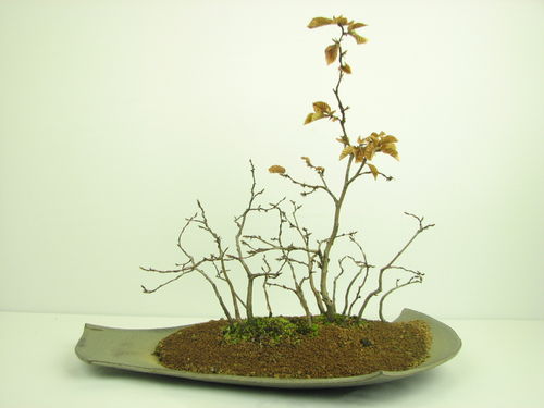 Hainbuche - Carpinus betulus