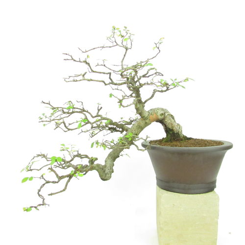 chinesische Ulme - Ulmus parvifolia