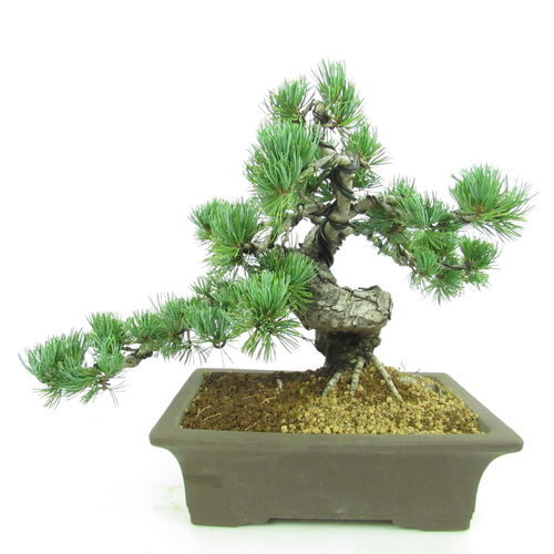 Mädchenkiefer - Pinus pentaphylla