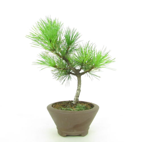 Zirbelkiefer - Pinus cembra - Arve