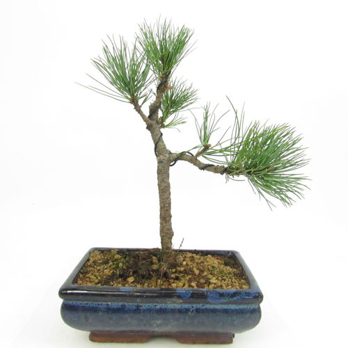 Zirbelkiefer - Pinus cembra - Arve