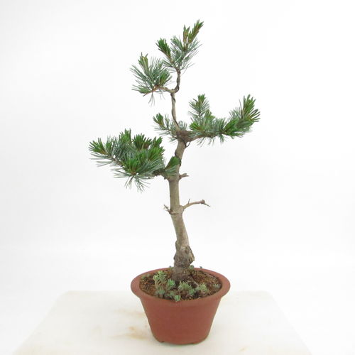 Mädchenkiefer - Pinus pentaphylla