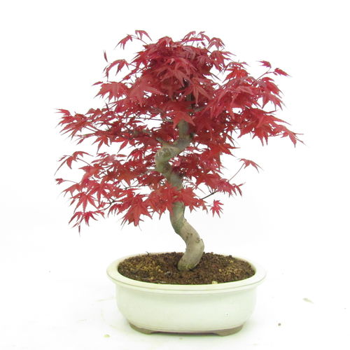 roter Fächerahorn - Acer palmatum deshojo