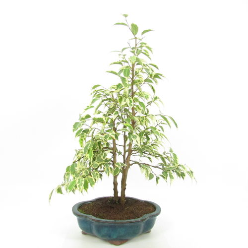 Ficus benjamini "petite samanta"