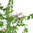 Lavendel-Sternblüte - Grewia occidentalis