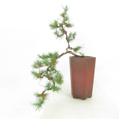 Schirmkiefer - Pinus pinea