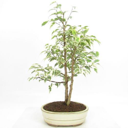 Ficus benjamini "petite samanta"
