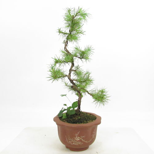 Schirmkiefer - Pinus pinea